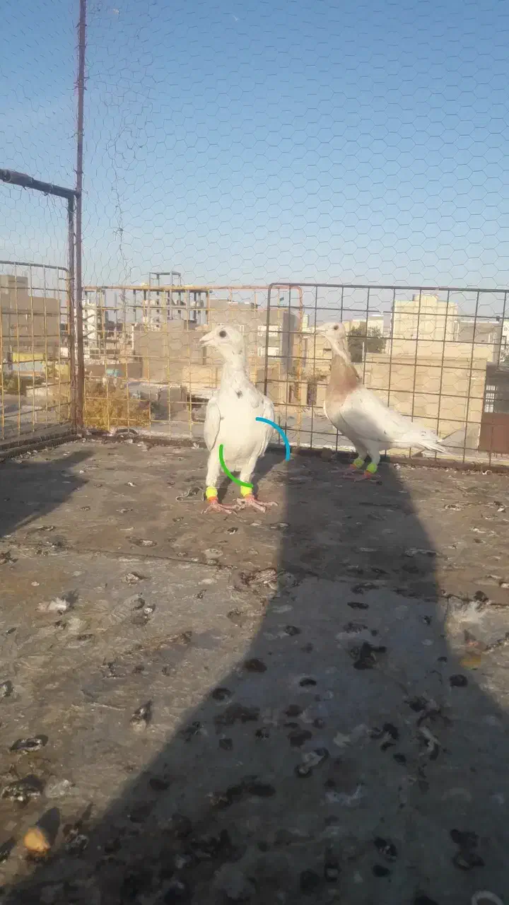 کبوتر|پرنده|اسفراین, |دیوار