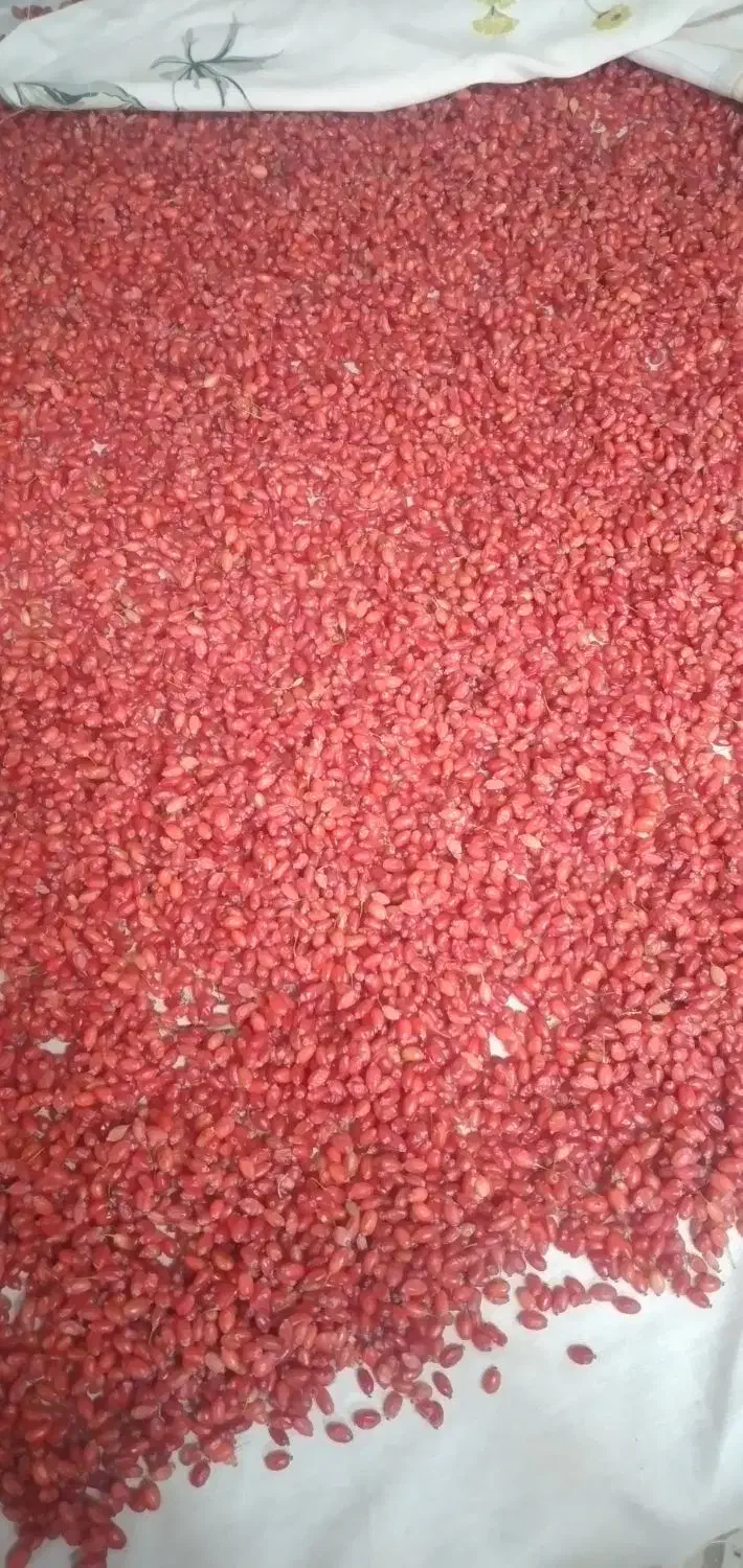 زرشک تازه نیمه خشک|خوردنی و آشامیدنی|میمه, |دیوار