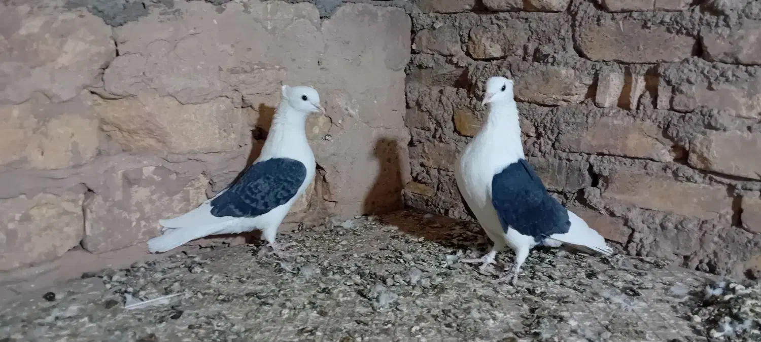 دوکت|پرنده|اشکذر, |دیوار