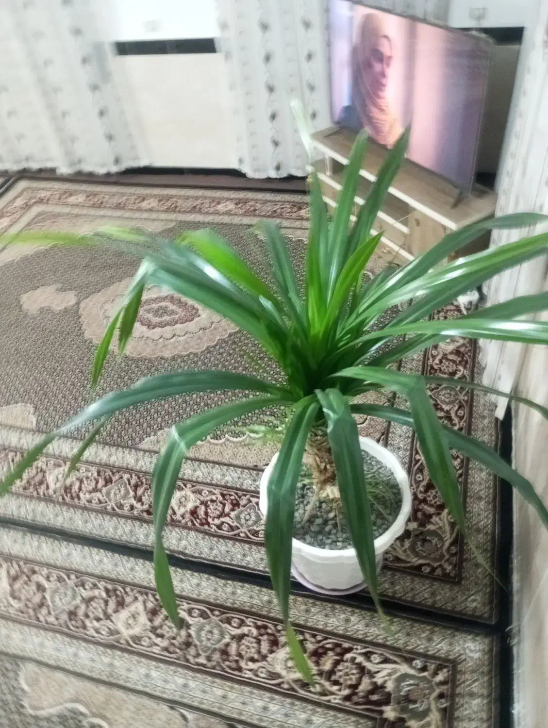 گل پاندانوس بزرگ|گل و گیاه طبیعی|دینور, |دیوار