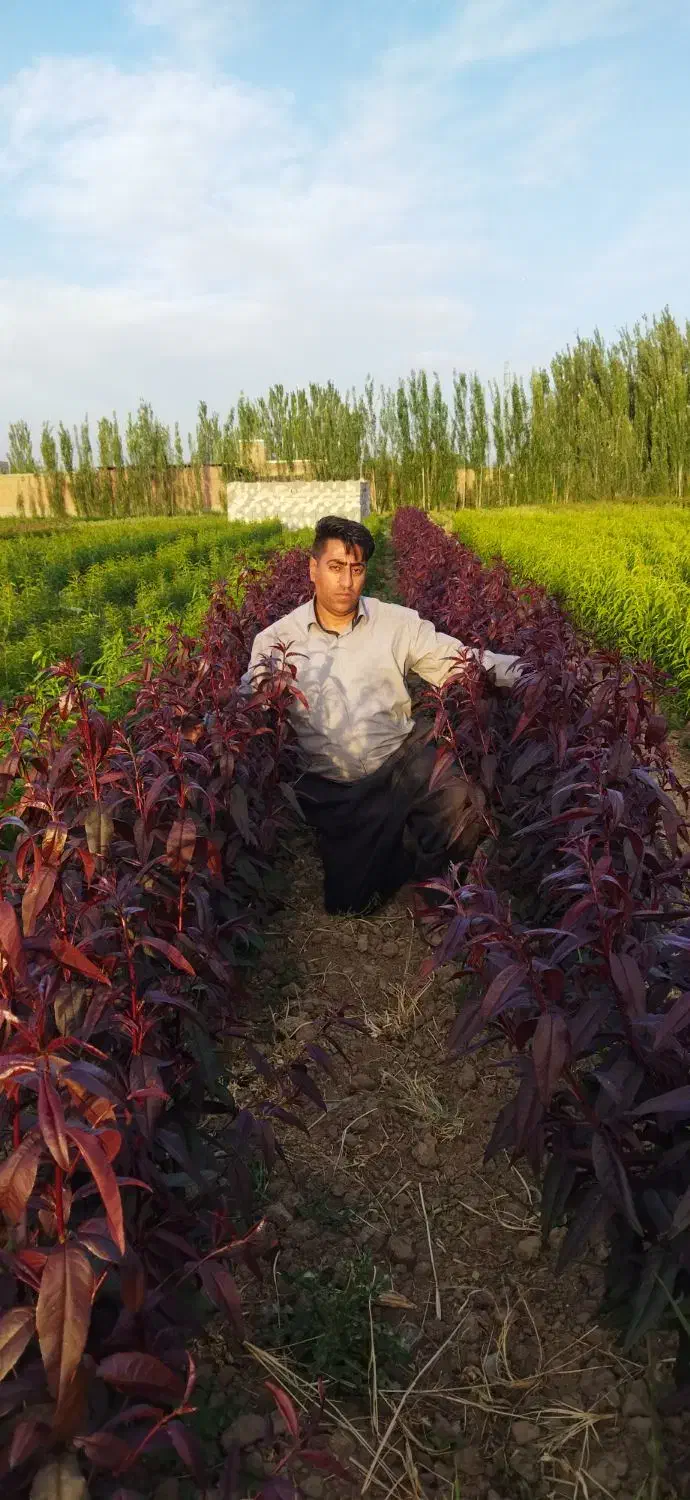 نهالستان چم در میاندوآب|خدمات باغبانی و درختکاری|تبریز, |دیوار