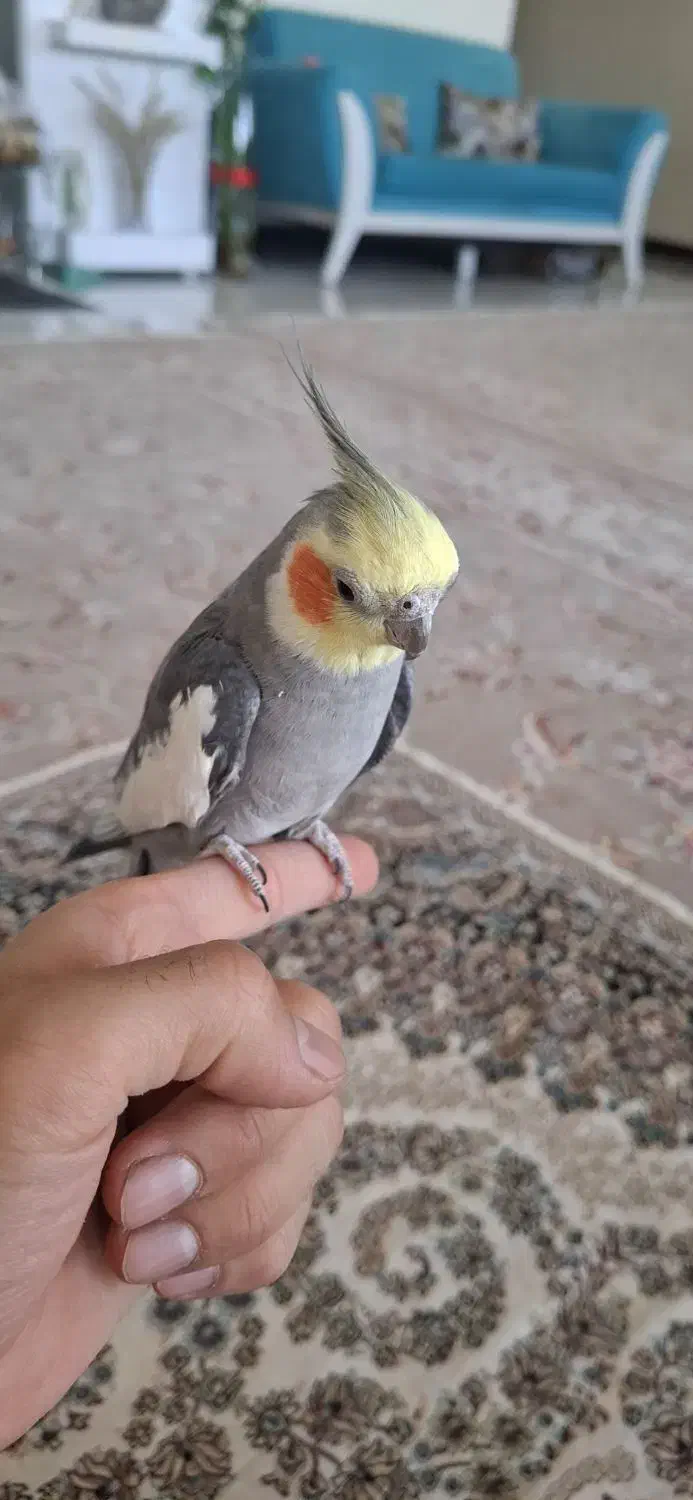 عروس هلندی دستی|پرنده|اصفهان, جاوان|دیوار