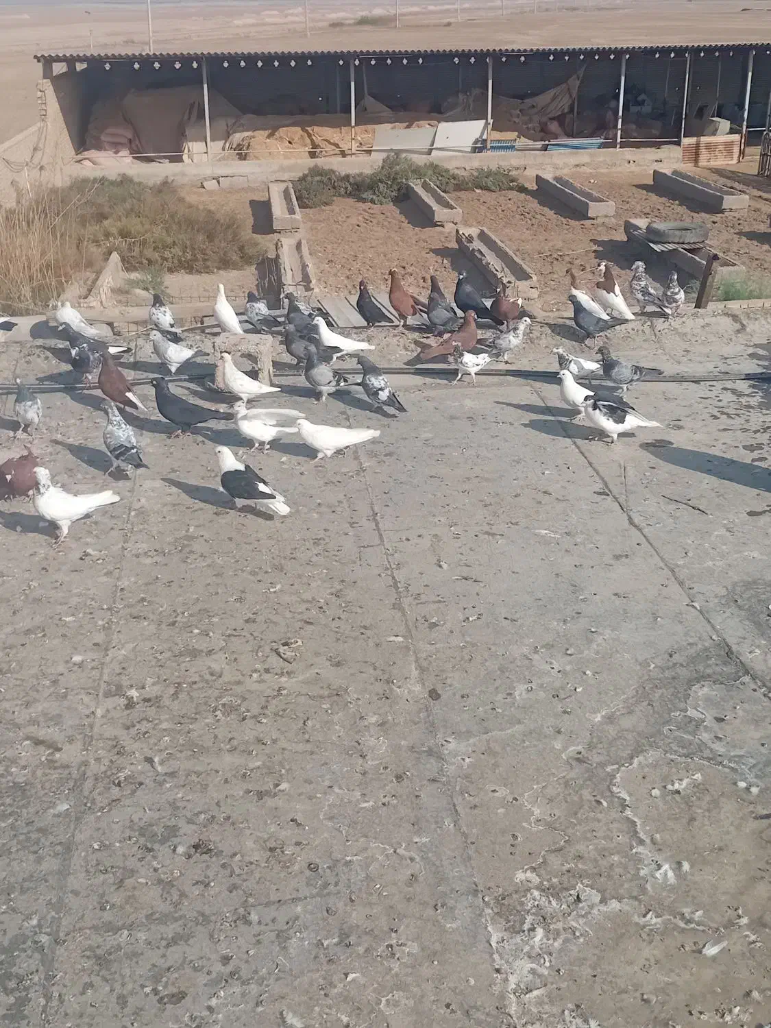 کبوتر رنگی|پرنده|آبادان, |دیوار