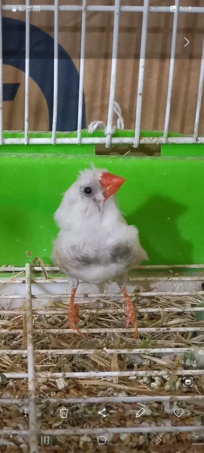 فنچ|پرنده|تربت جام, معدآباد|دیوار