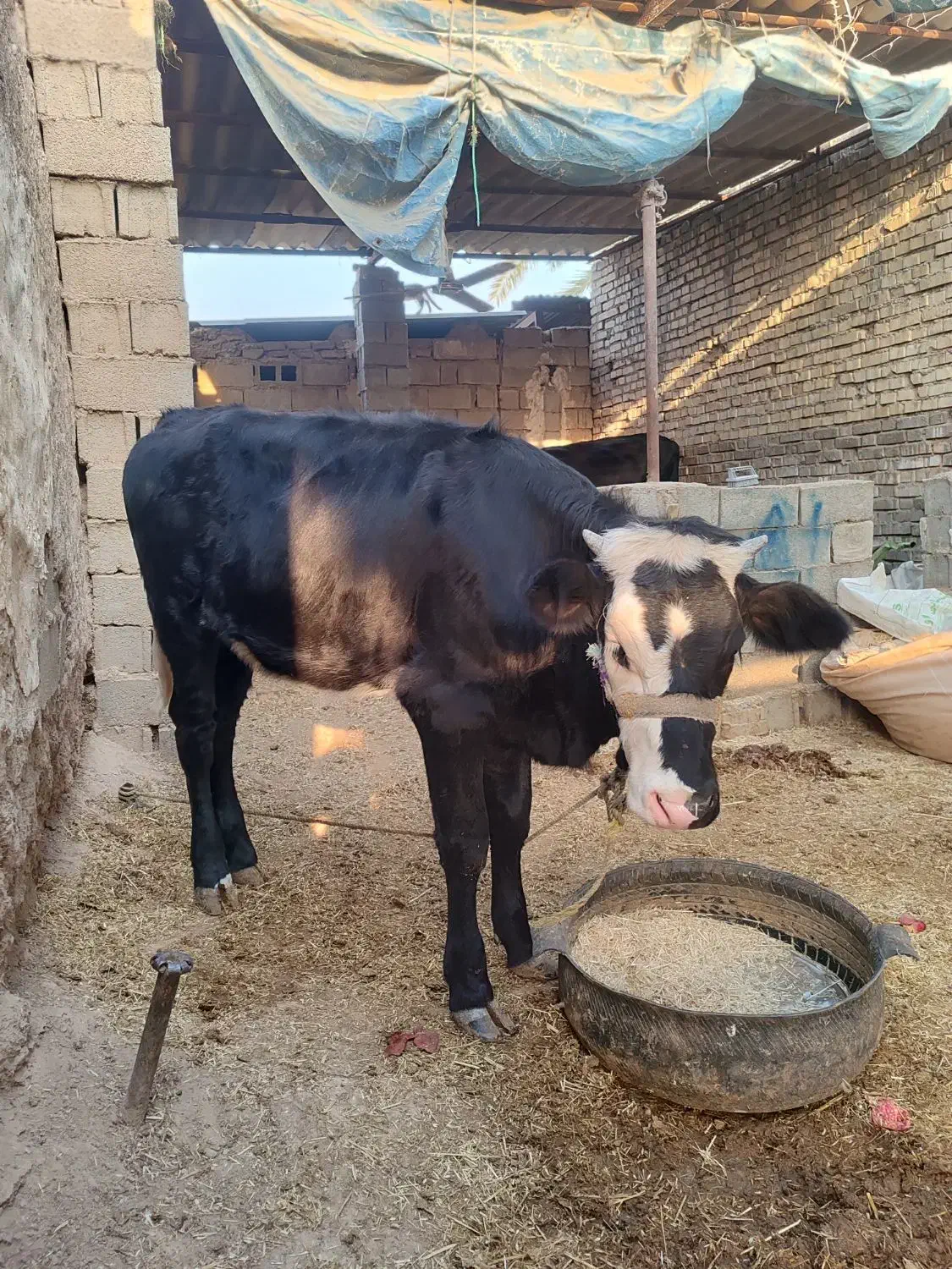 گوساله ماده سمینتال|حیوانات مزرعه|باوی, |دیوار