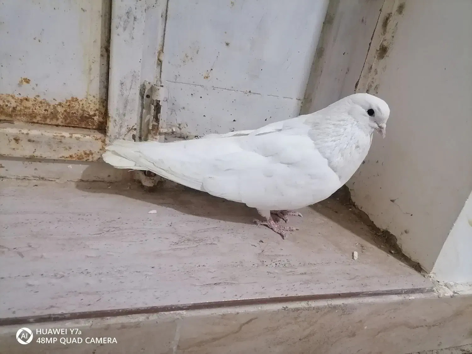 فروش.کبوتر|پرنده|گل تپه, |دیوار