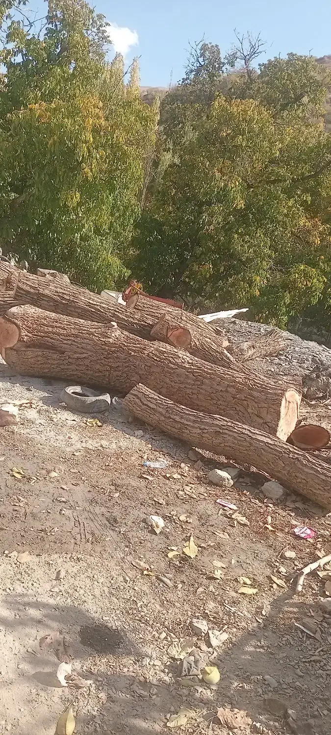 خریدوفروش انواع درخت گردووچنار|عمدهفروشی|سروآباد, |دیوار