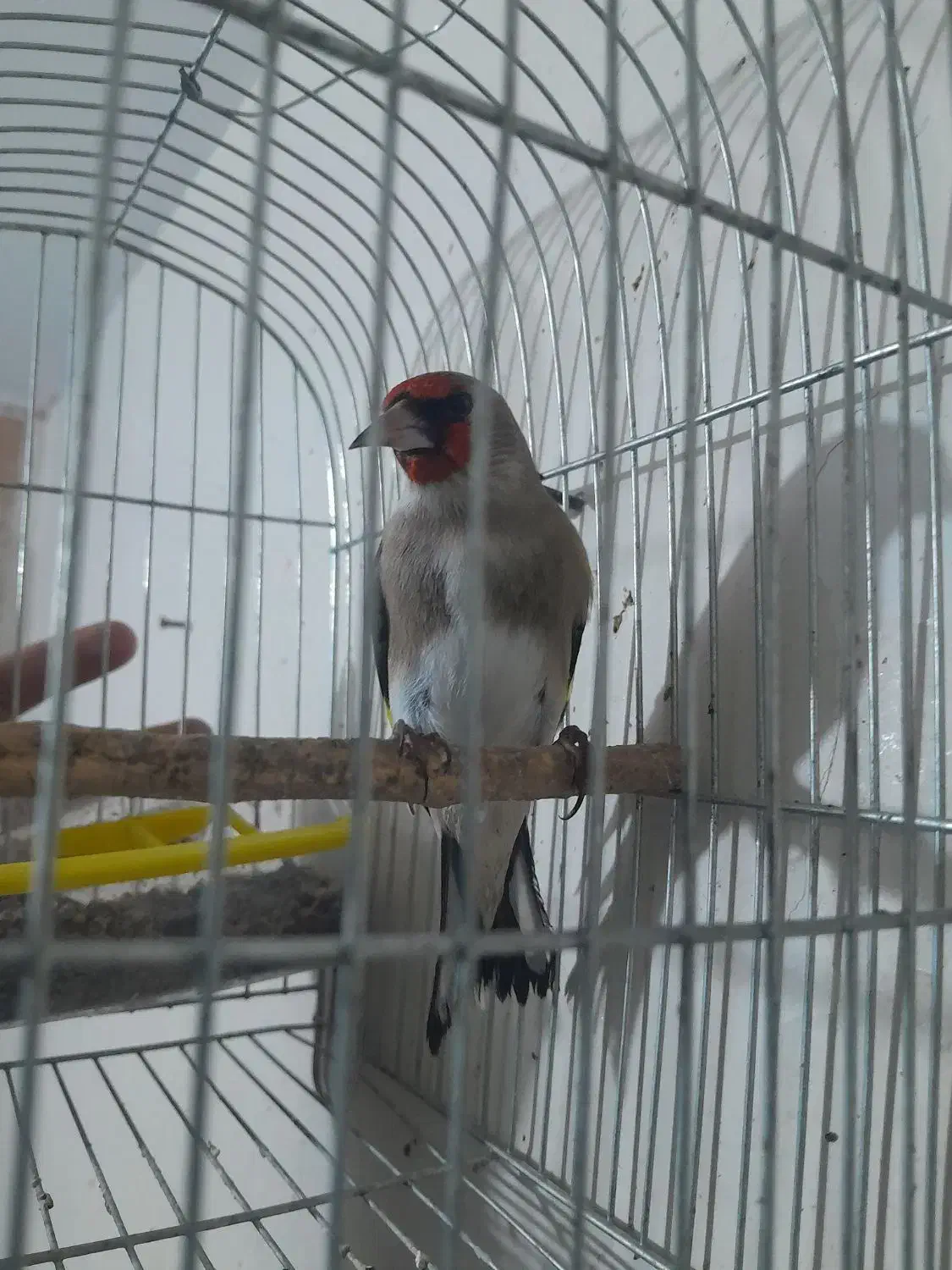 سهره|پرنده|بجنورد, |دیوار