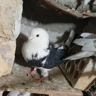 ملاقی|پرنده|مینودشت, |دیوار