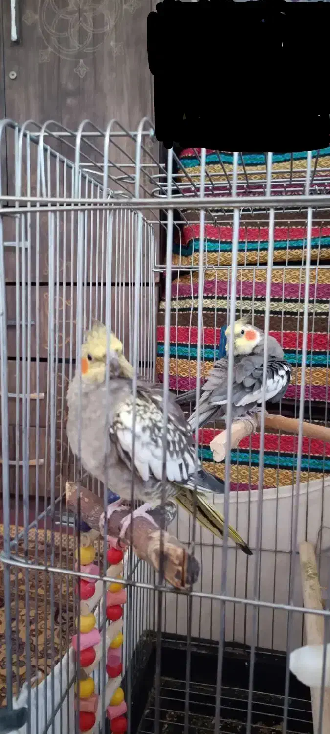 عروس هلندی جفت سخنگو|پرنده|نورآباد, |دیوار