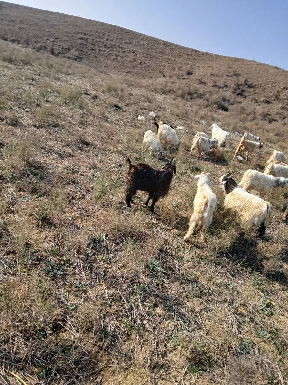 بزغاله نر چپیش|حیوانات مزرعه|بیله سوار, |دیوار