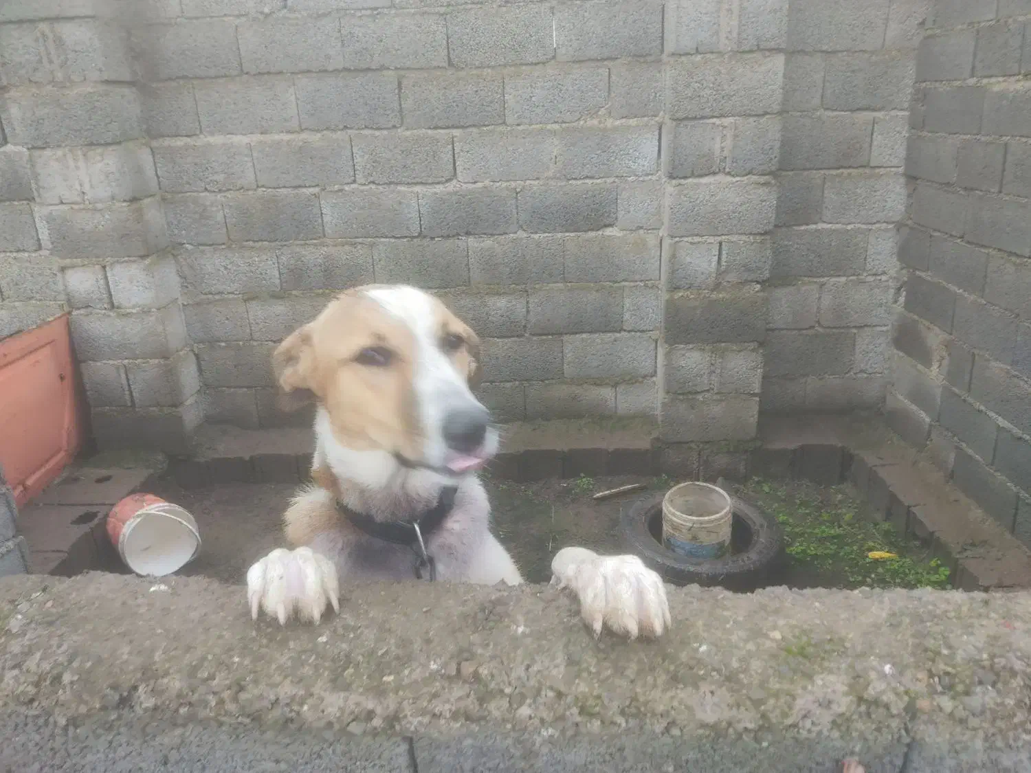 سگ گله|سگ|شلمان, |دیوار