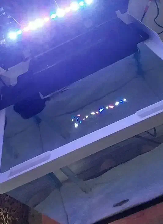 اکواریوم شیشه خم شرکتی دلسا|ماهی|پردیس, فاز ۸|دیوار