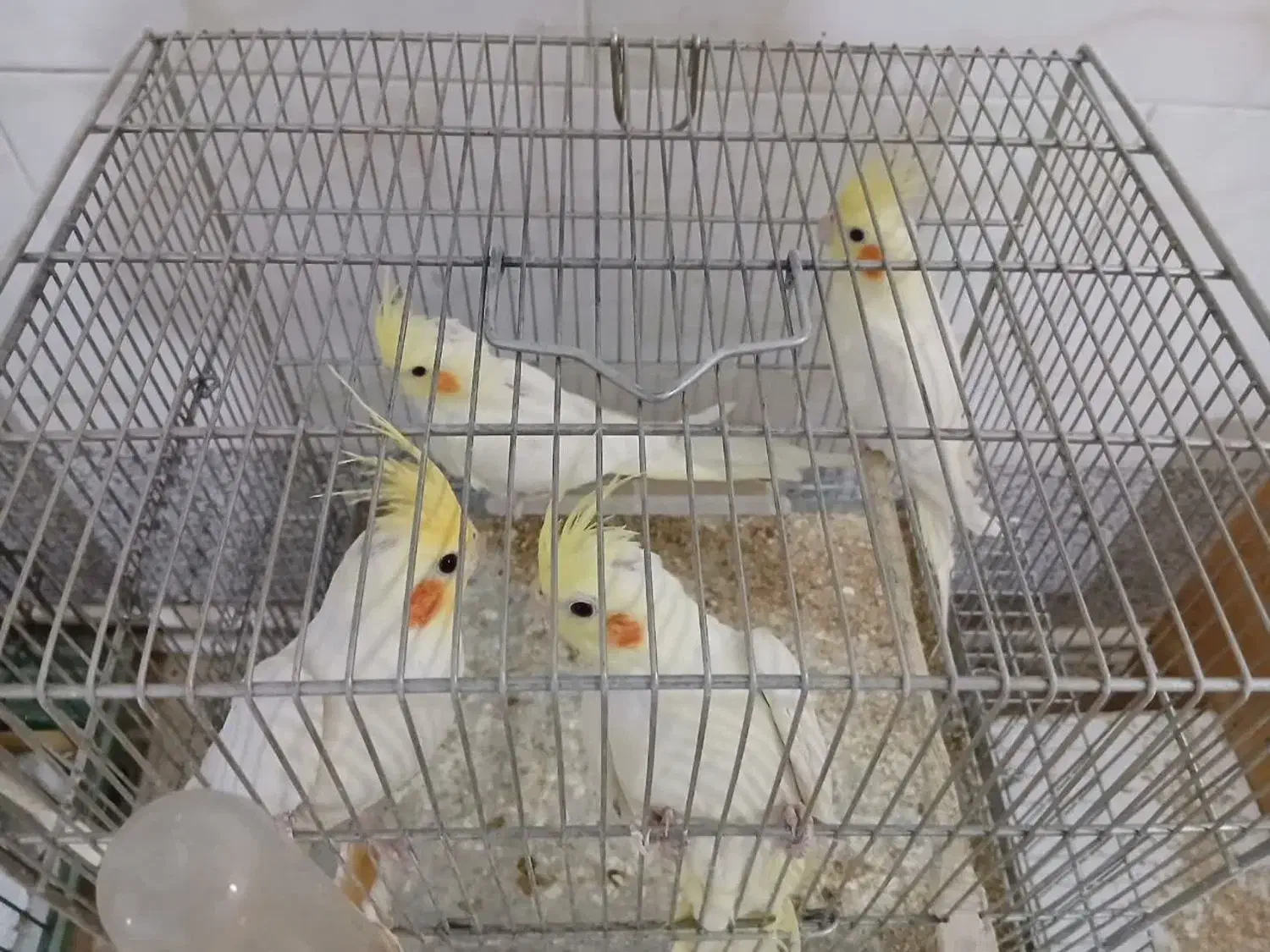 عروس هلندی لوتینو|پرنده|قم, سراجه (۱۵ خرداد)|دیوار