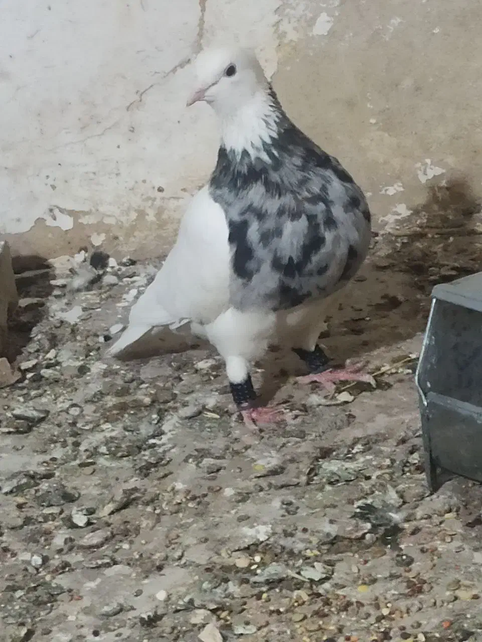 کبوتر طوقی|پرنده|تهران, بیسیم|دیوار