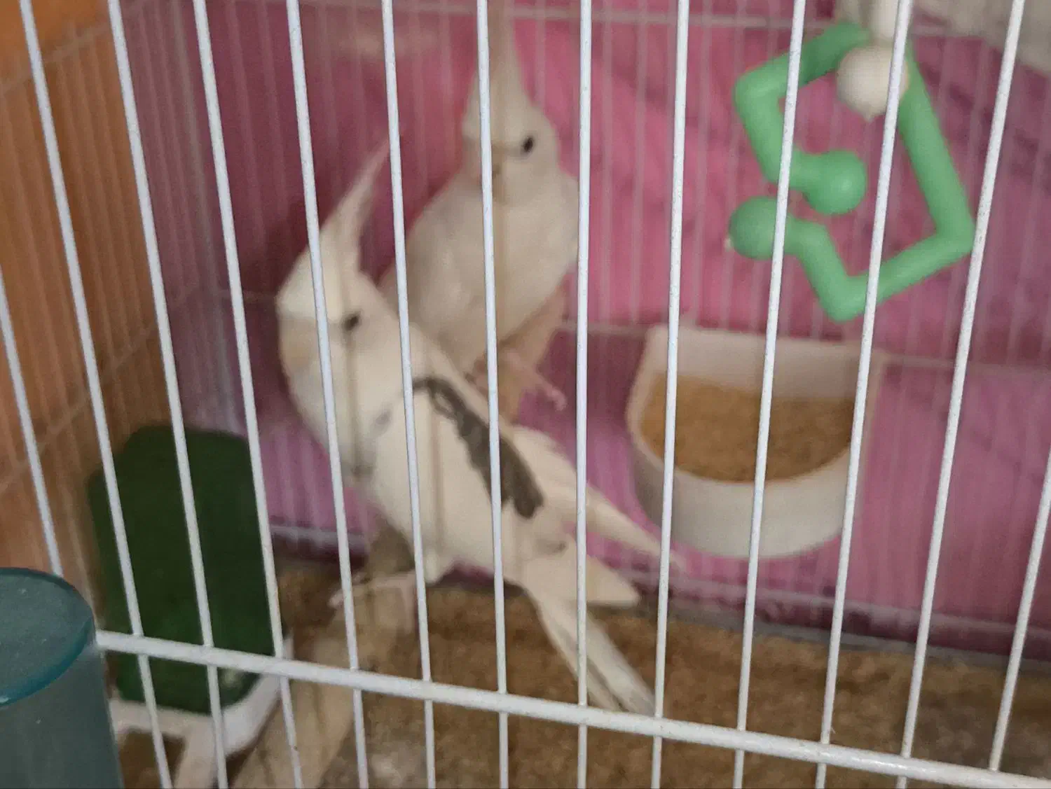 عروس هلندی|پرنده|گلبهار, شهر جدید گلبهار|دیوار