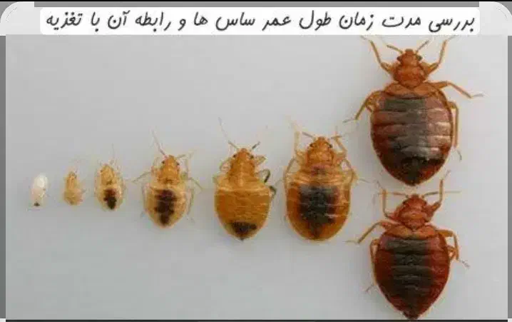 سم پاشی، سمپاشی سوسک، ساس، بید فرش، کنه کبوتر|خدمات نظافت|شیراز, قصرالدشت|دیوار