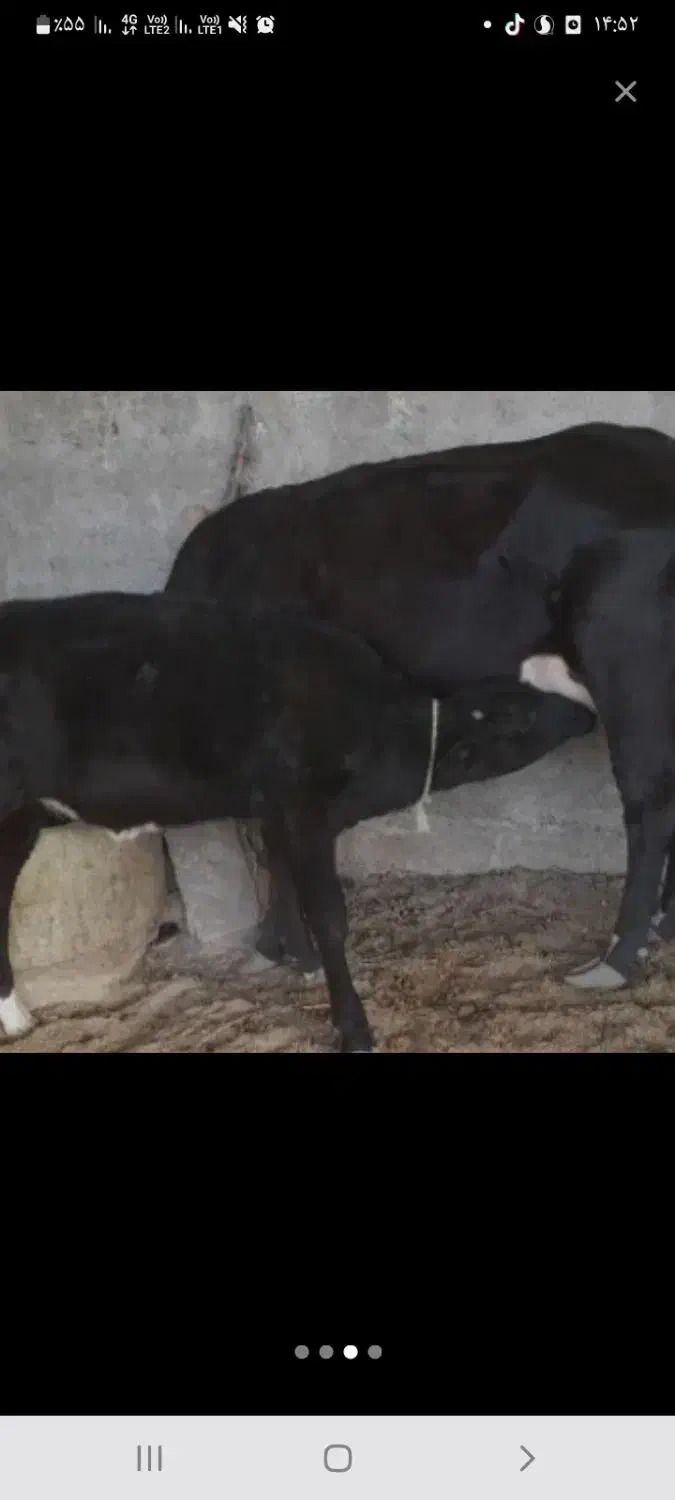 گاو ماده باگوساله|حیوانات مزرعه|زابل, |دیوار