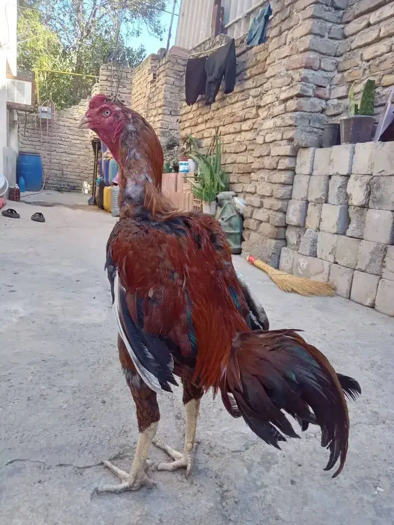 خروس لاری نژاد دار|حیوانات مزرعه|ساری, |دیوار