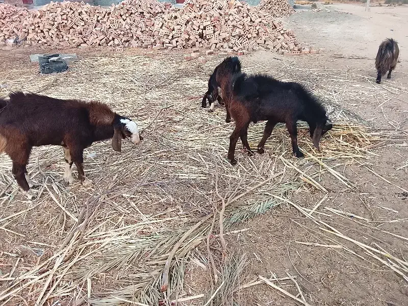 گوسفند نر فروشی|حیوانات مزرعه|ایرانشهر, |دیوار