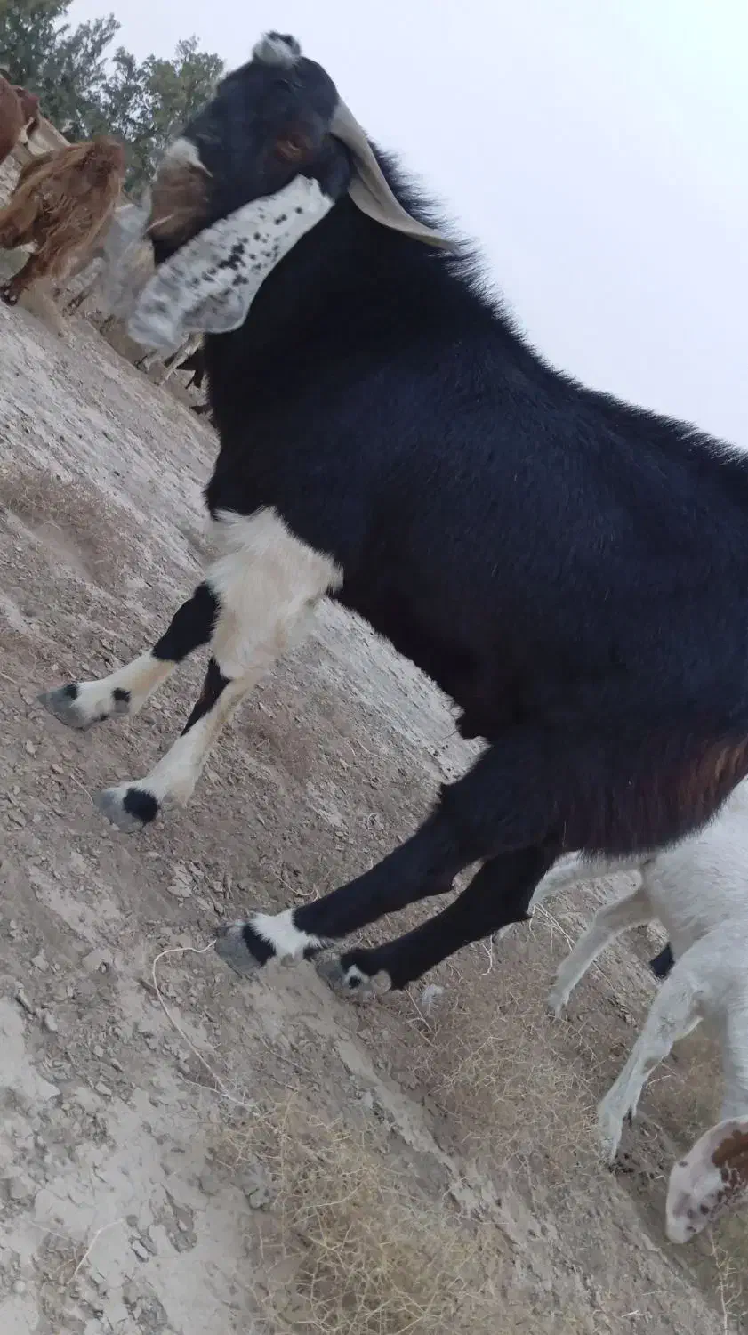 کره نر اصل مری|حیوانات مزرعه|هامون, |دیوار