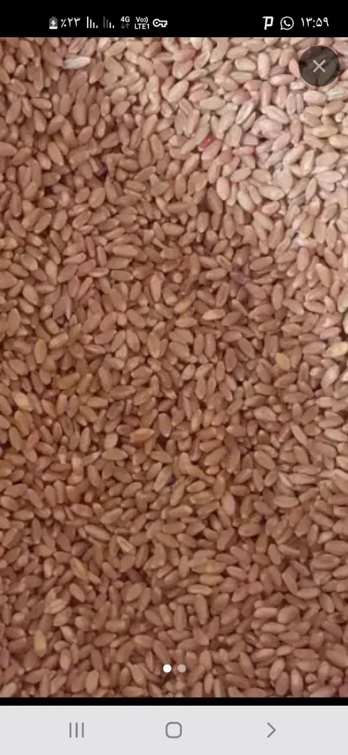 ۱گونی گندم بوجاری شده|خوردنی و آشامیدنی|ایوان, |دیوار