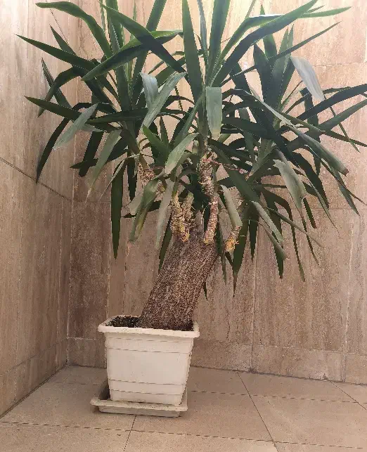 گلدون|گل و گیاه طبیعی|تهران, جمال‌زاده|دیوار