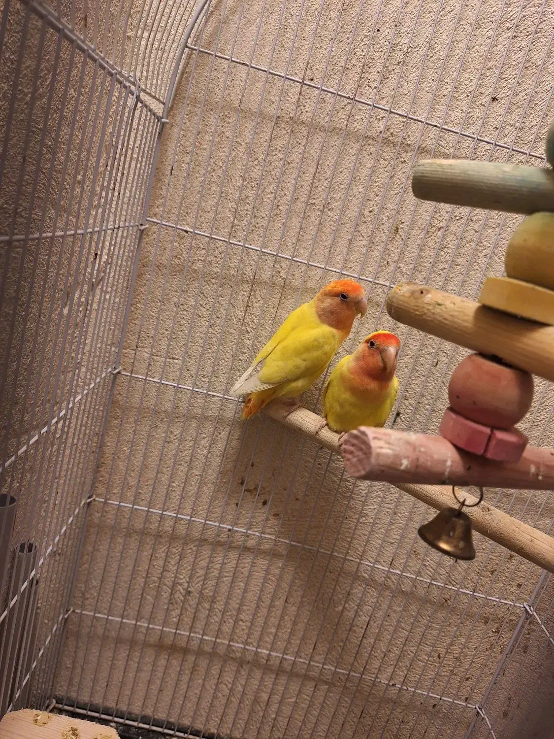 طوطی برزیلی جفت|پرنده|قزوین, |دیوار