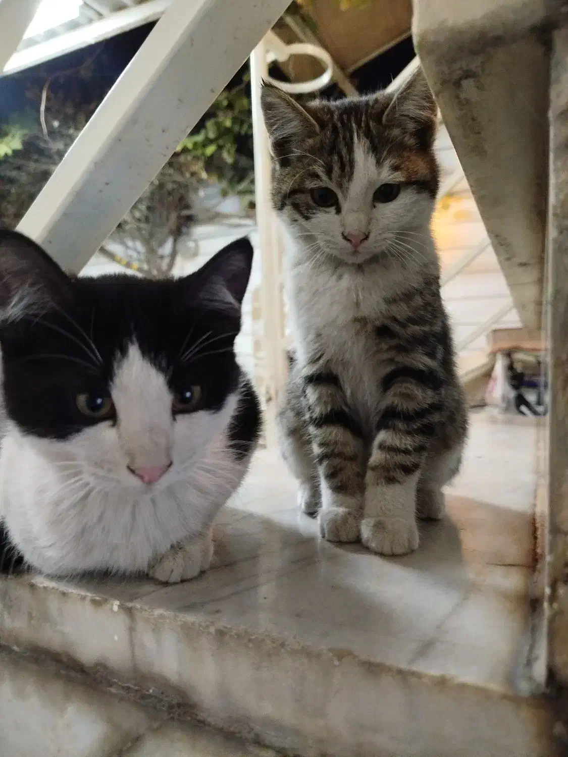 توله گربه|حیوانات|کرج, رجبآباد|دیوار