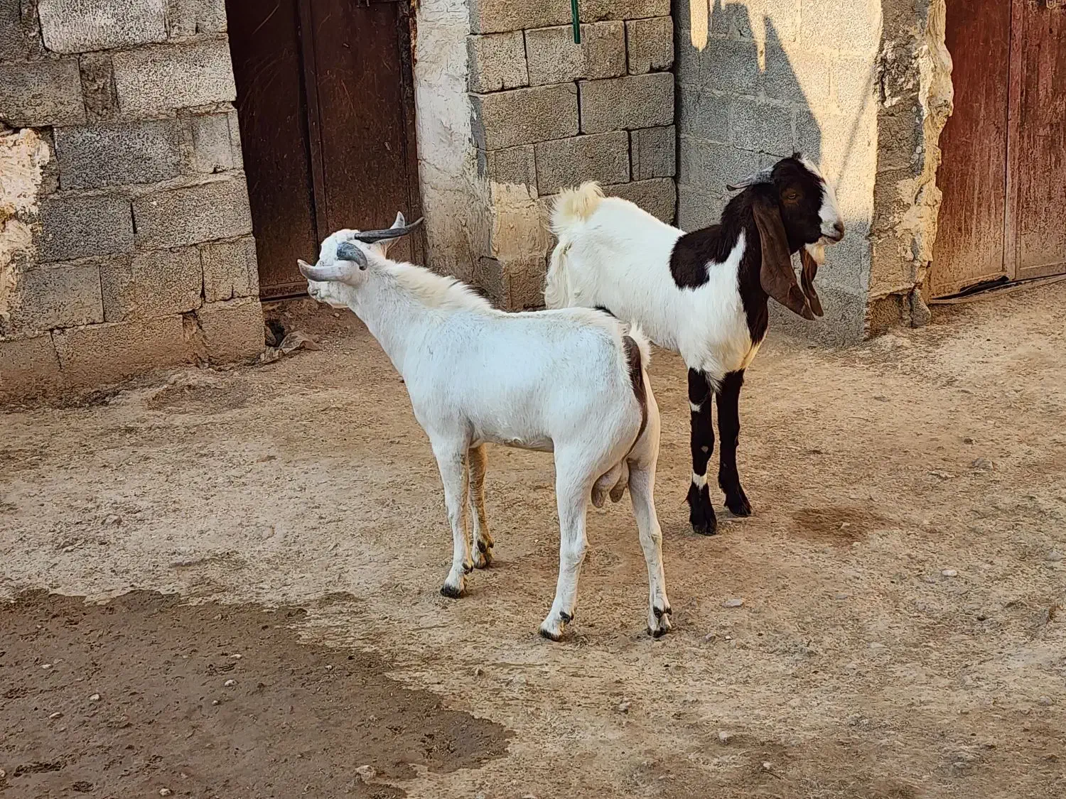 درودبر شما خوبان|حیوانات مزرعه|لامرد, |دیوار