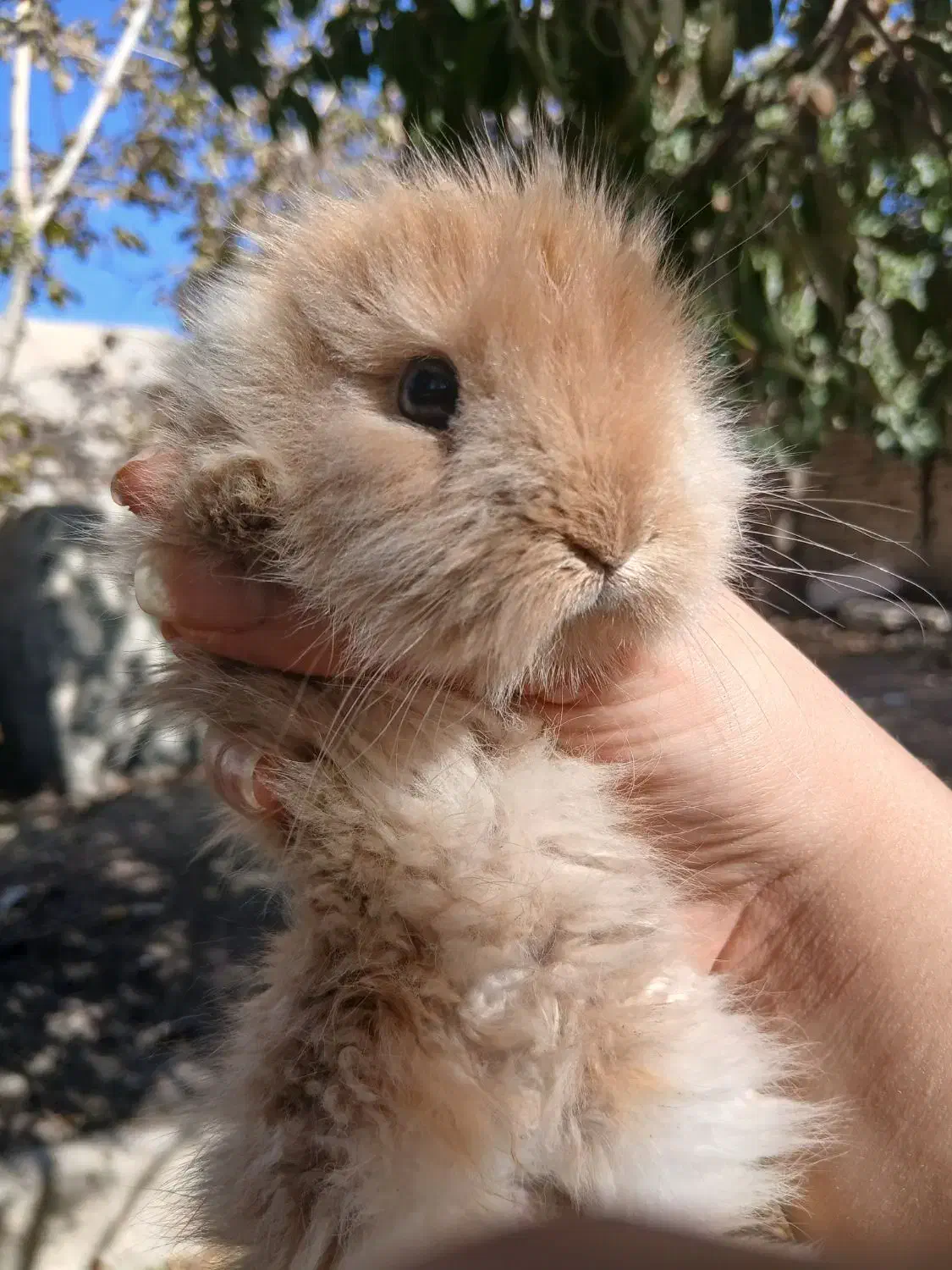 خرگوش ۲ ماهه|موش و خرگوش|فولادشهر, B4|دیوار