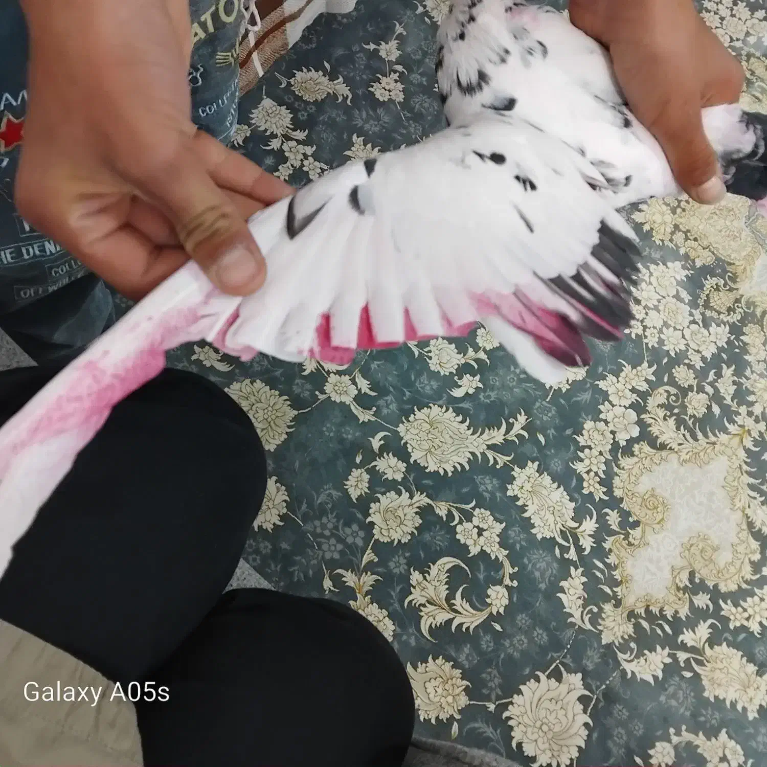 گفتر سوسک نر تهرانی|حیوانات|شاهرود, |دیوار