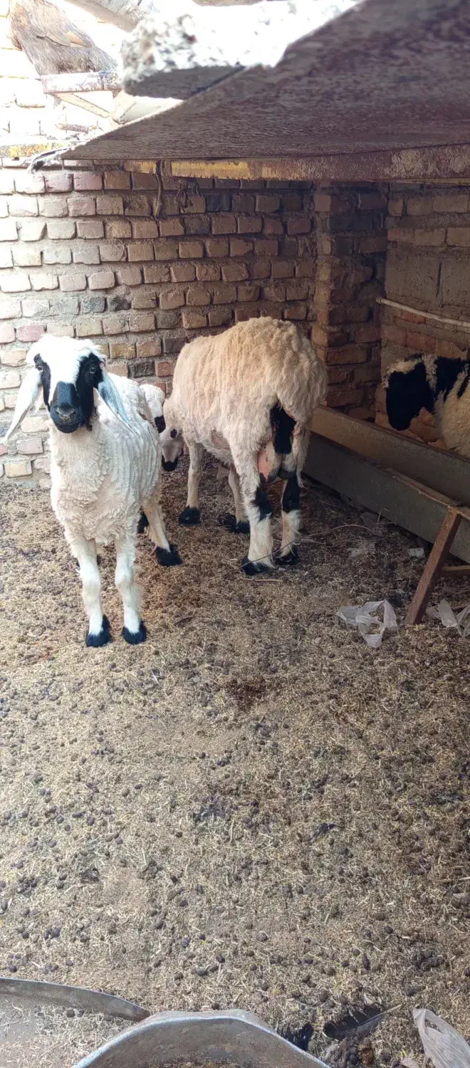 گوسفند ماده|حیوانات مزرعه|هامون, |دیوار