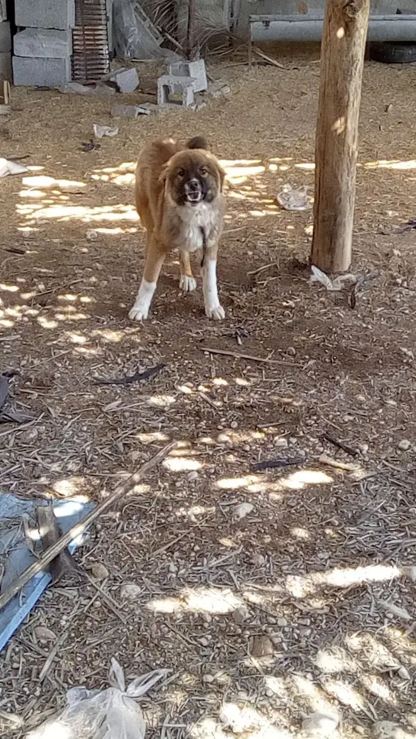 سگ.|سگ|شیراز, بعثت|دیوار