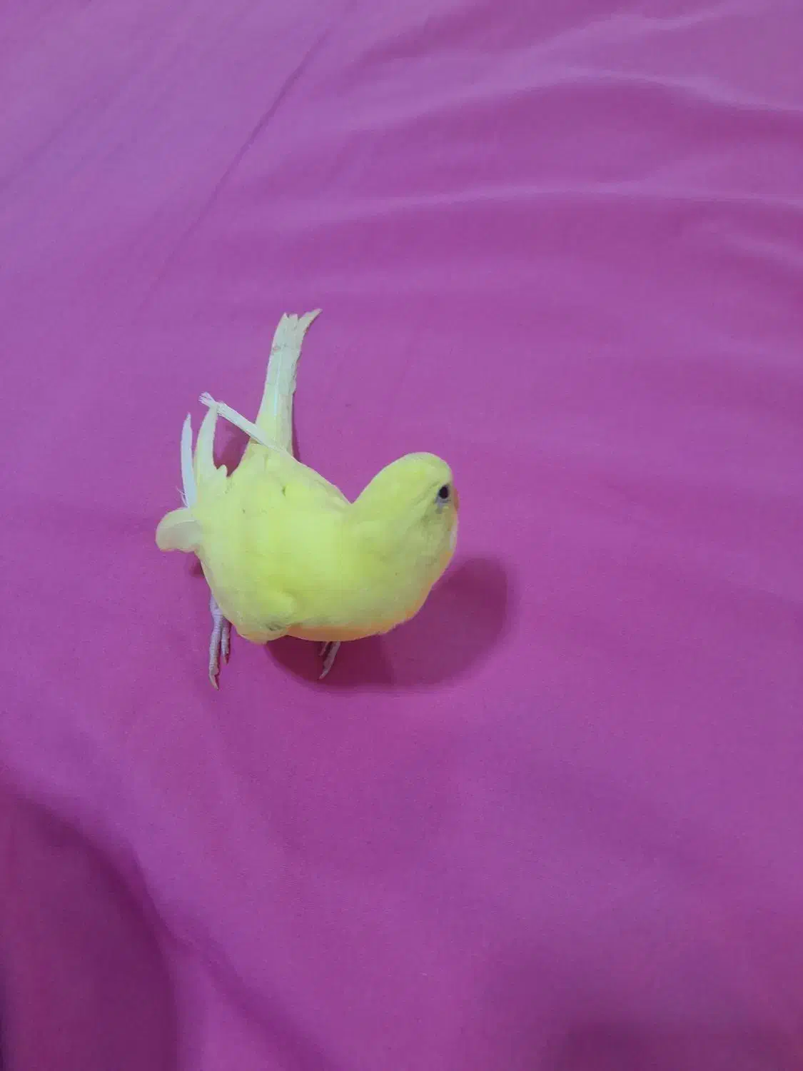 مرغ عشق|حیوانات|مسجد سلیمان, |دیوار