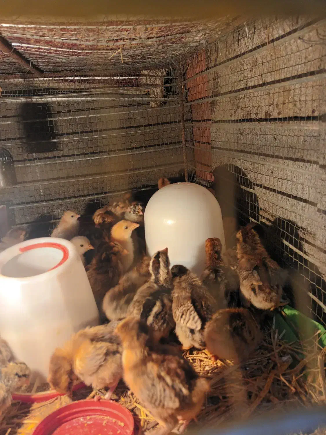 جوجه گلین  و محلی|حیوانات مزرعه|کوهی‌خیل, |دیوار