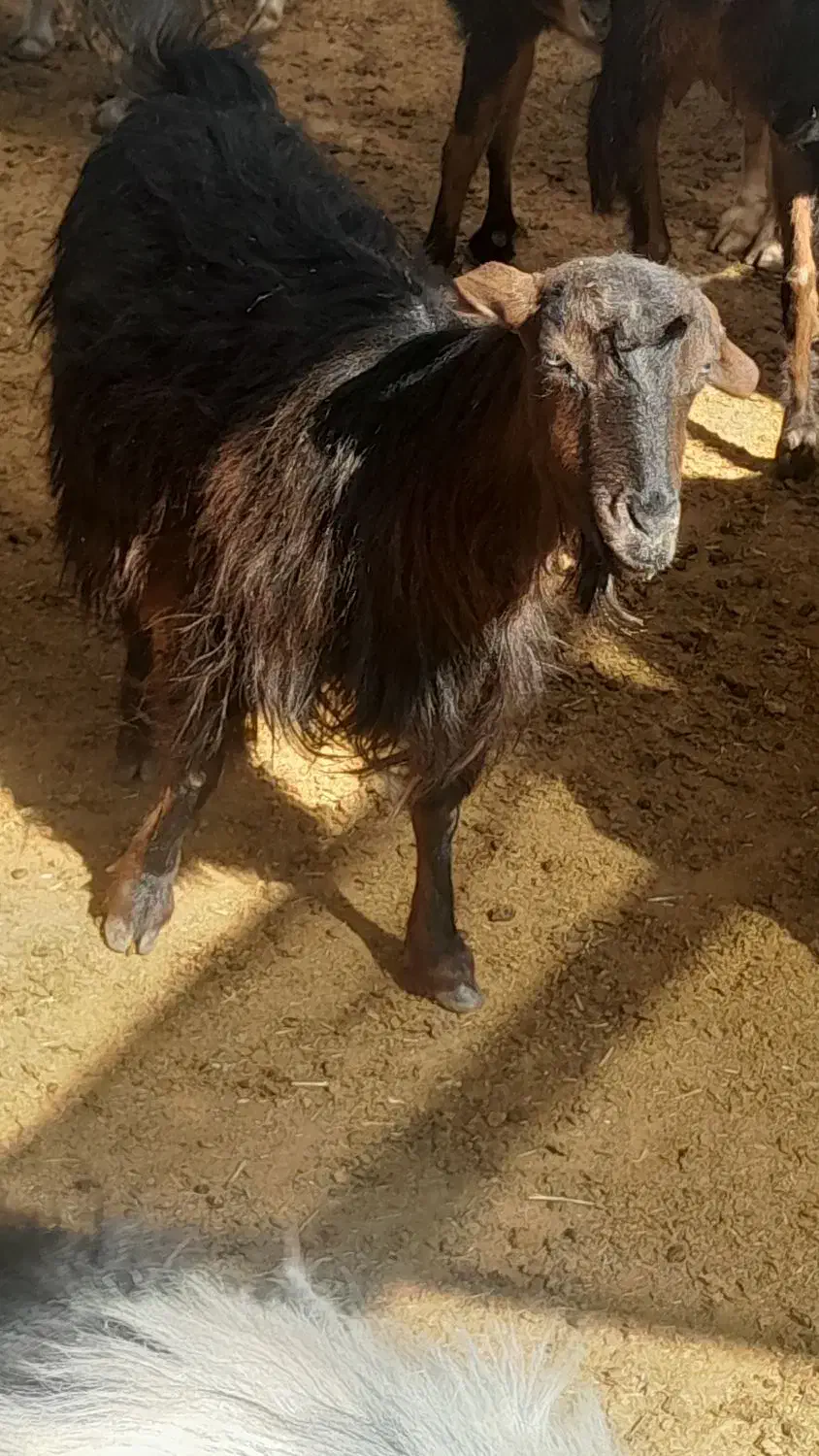 بزجوان شکم دوم دوقلوزا و۴راس میش وشیشک رومایه|حیوانات مزرعه|مرودشت, ده بید|دیوار