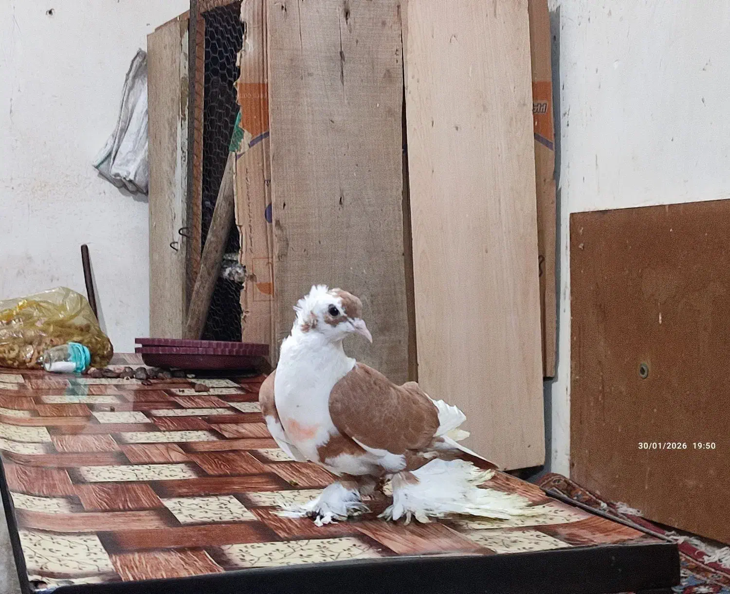 تعدادی کبوتر الوان|پرنده|باسمنج, |دیوار