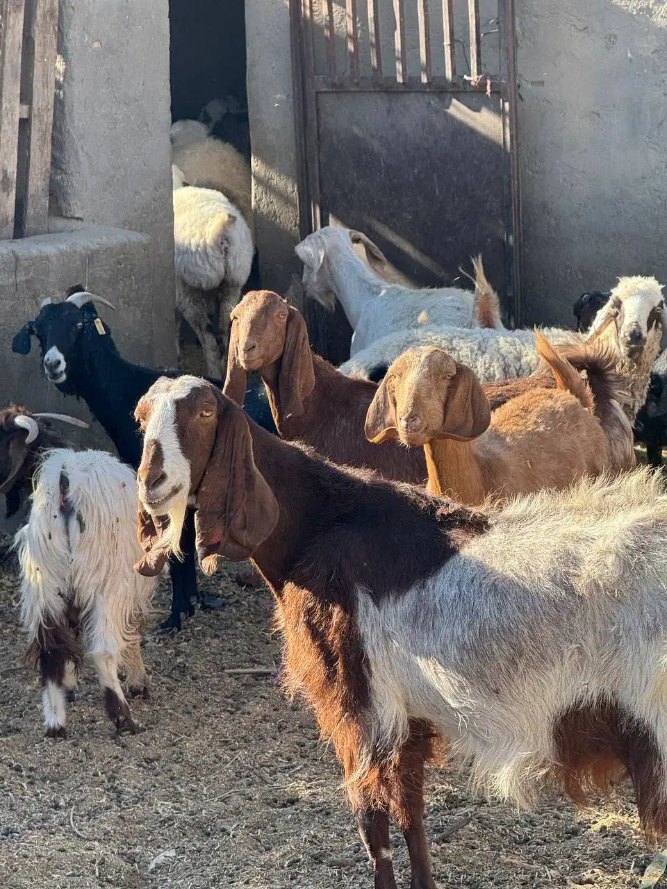 همه رقم گوسفند موجود داریم|حیوانات مزرعه|یزد, |دیوار