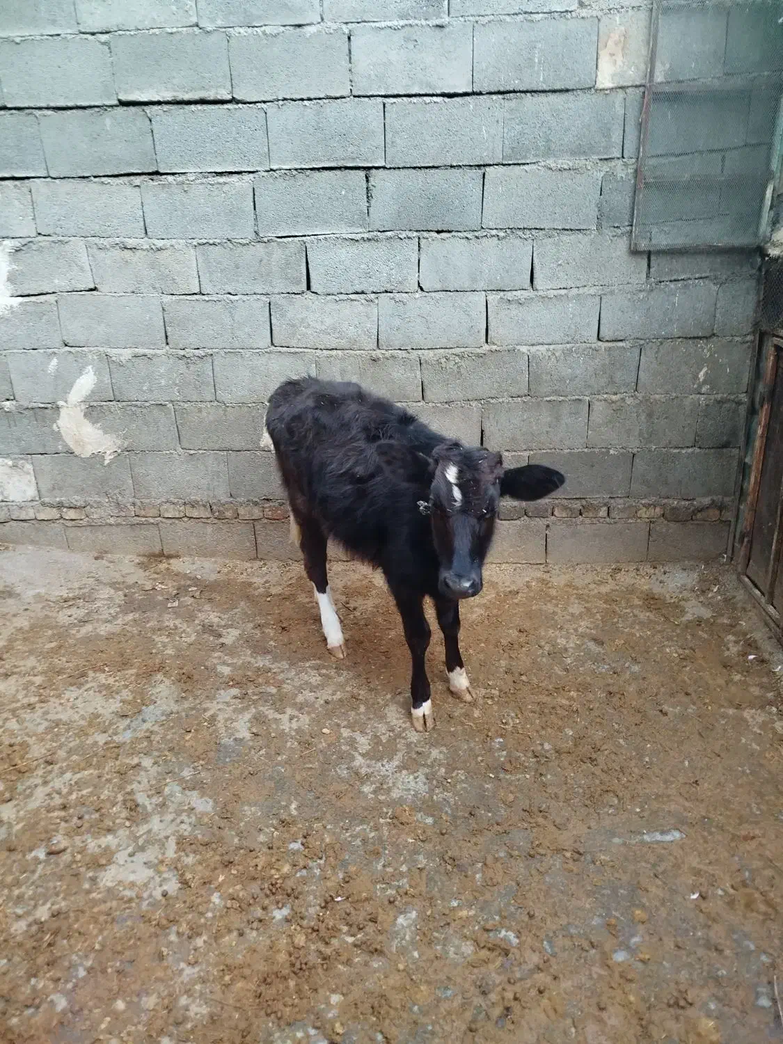 گوساله ماده|حیوانات مزرعه|جوانرود, |دیوار