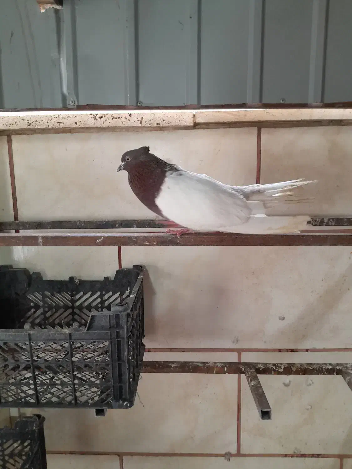 کله ای سرخ دمسفید|پرنده|قم, شهرک مهدیه (مدرس)|دیوار