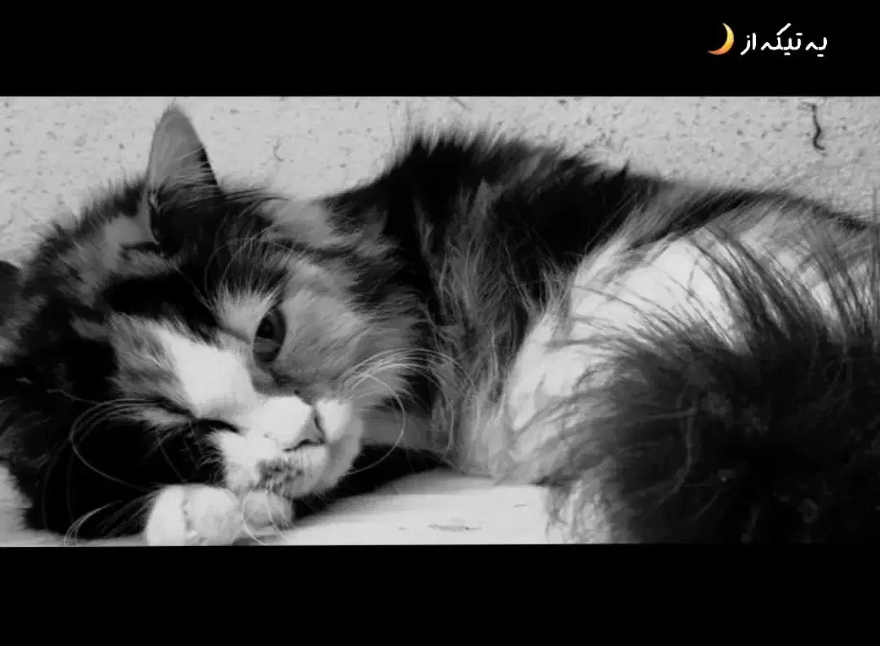 واگذاری گربه|گربه|بیرجند, |دیوار