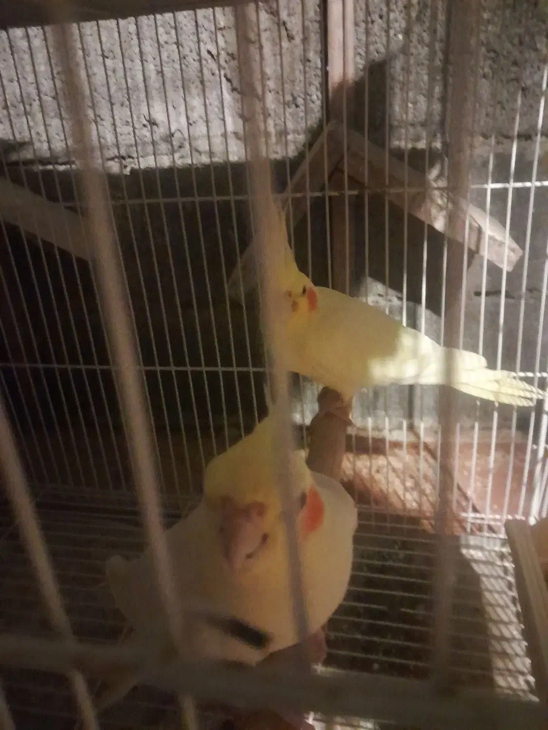 دجفت طوطی عروس لوتینو با جوجه ابلاغ.|پرنده|فریدونکنار, |دیوار