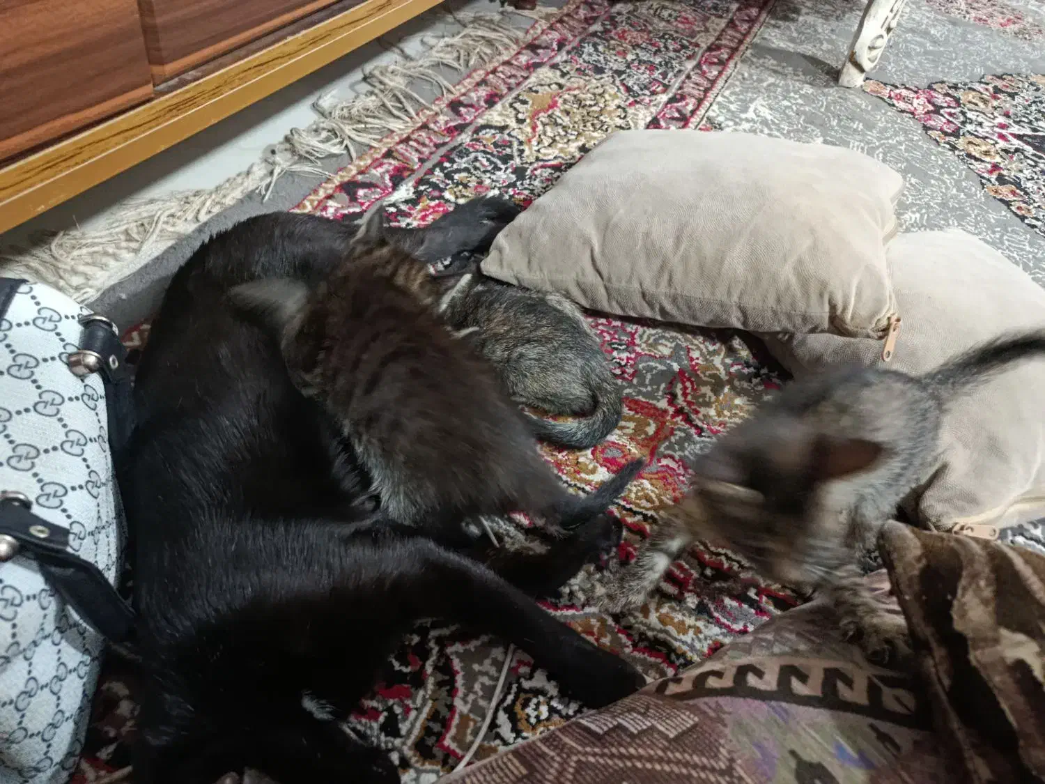 گربه بچه|گربه|گرگان, |دیوار