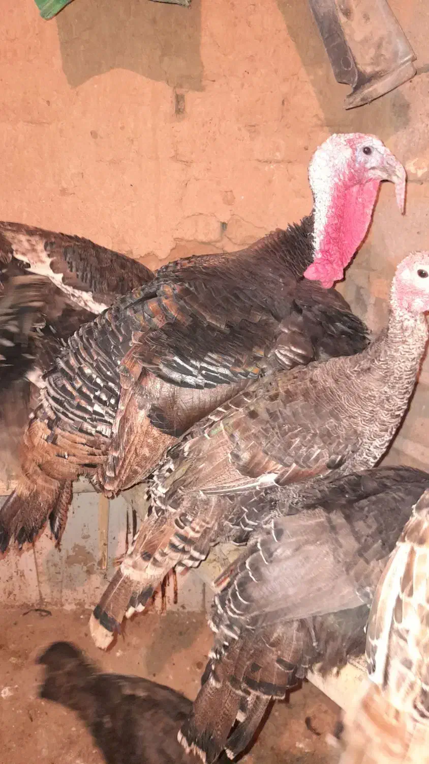 بوقلمون|حیوانات مزرعه|تکاب, |دیوار