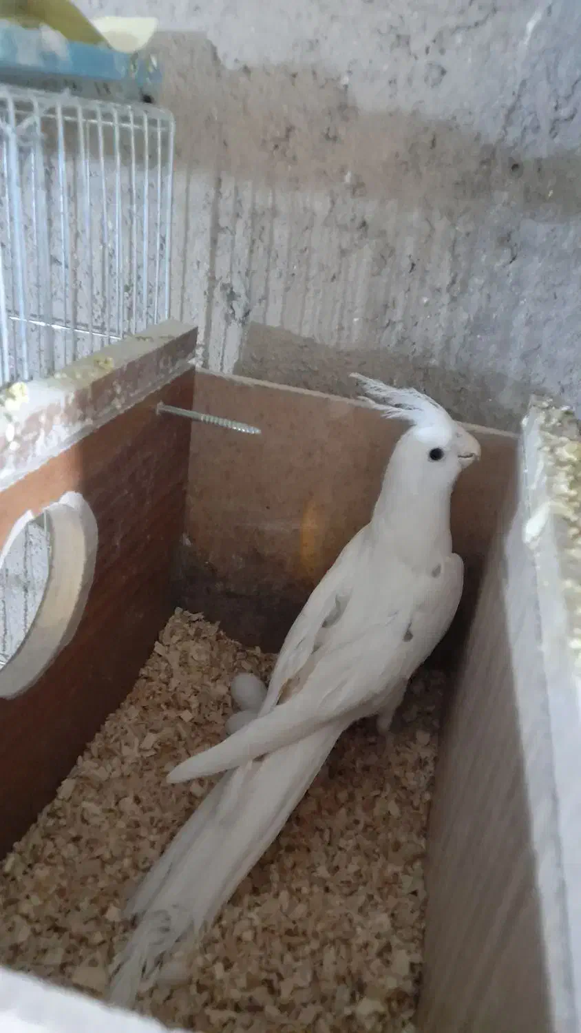 فروش چند جفت عروس مولد رو تخم|پرنده|اسکو, |دیوار