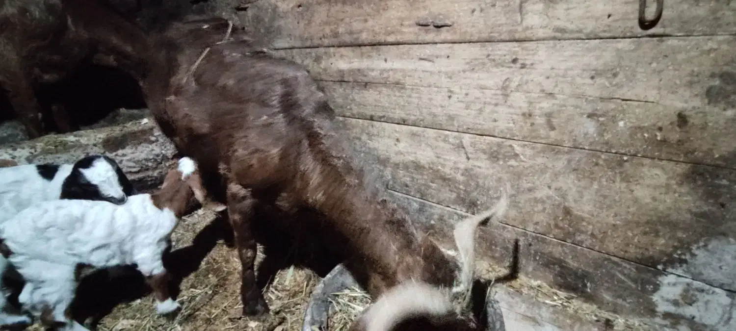 بز و بزغاله|حیوانات مزرعه|تیکمه داش, |دیوار