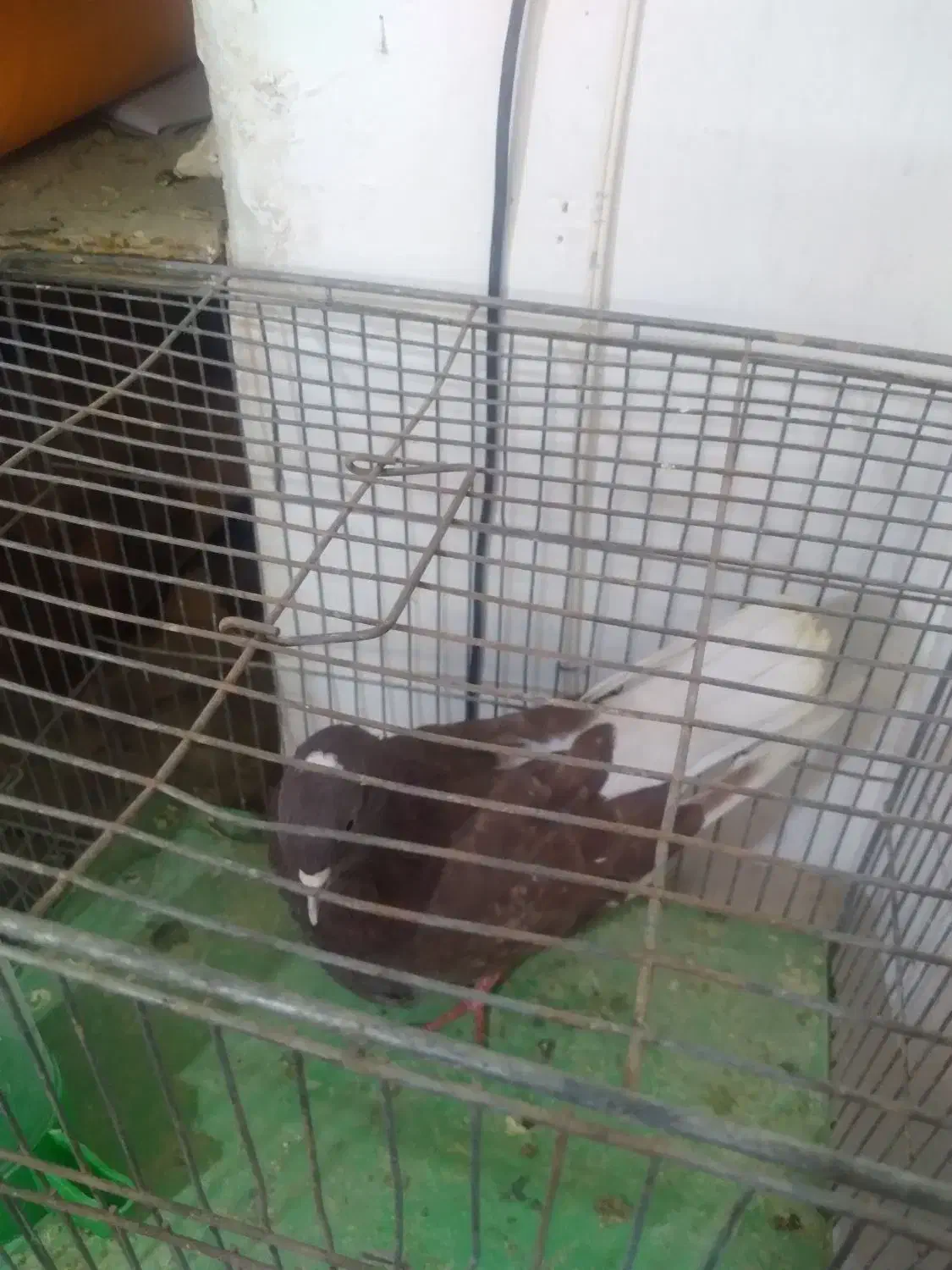 نر سرخ اسطوره|پرنده|قم, پامنار|دیوار