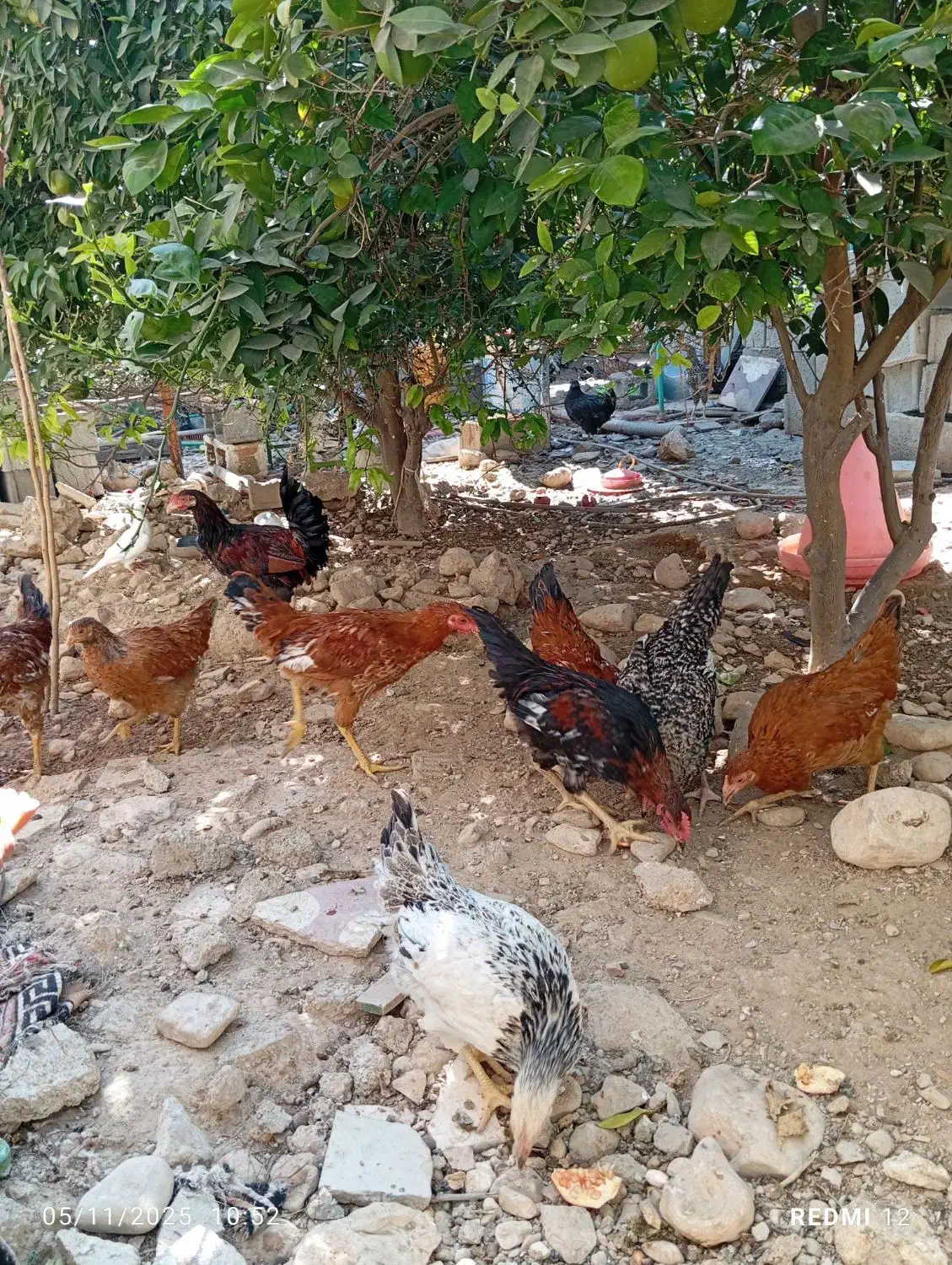 تعداد مرغ محلی فروشی|حیوانات مزرعه|کنار تخته و کمار, |دیوار