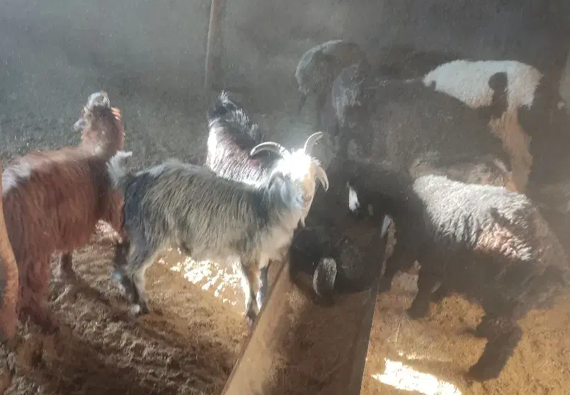 بره و کهره و بز سالم|حیوانات مزرعه|خرامه, |دیوار